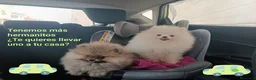 Pomerania perros en venta: POMERANIAS PRECIOSOS - Anuncio 2