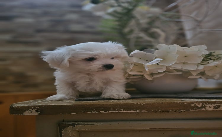 Bichón Maltés perros - Propaganda 1