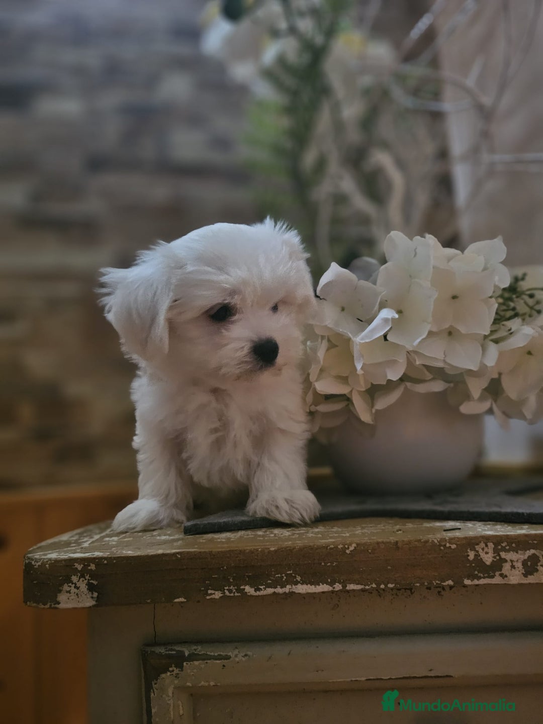 Bichón Maltés perros en venta: CAMADA DE BICHÓN MALTÉS KOREANO - Imagen 1