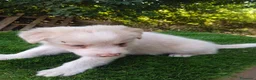 Border Collie perros en venta: Border collies de Calidad  - Anuncio 7