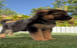 Pastor Alemán perros en venta: PASTOR ALEMAN - Imagen 3