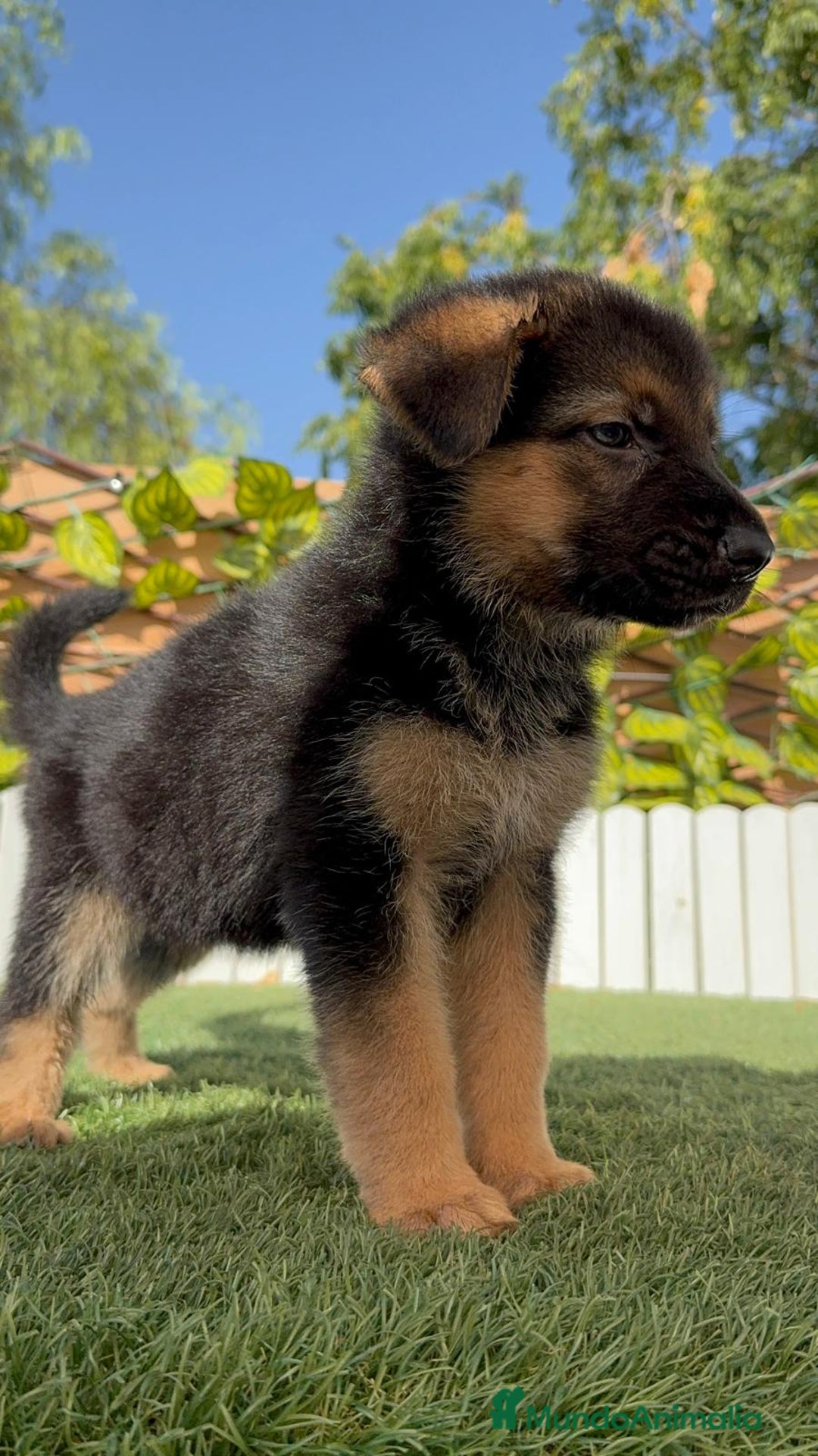 Pastor Alemán perros en venta: PASTOR ALEMAN - Imagen 3