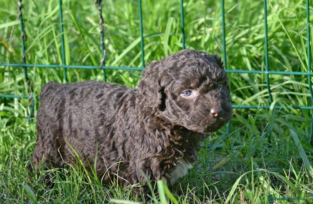 Perro de Agua Español perros en venta: Camada perro de agua español  - Anuncio 19