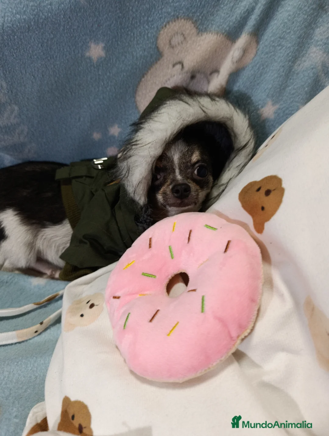 Chihuahua perros en venta: chihuahua de pelo largo y corto 👈👈👈🩷🐾 - Anuncio 2