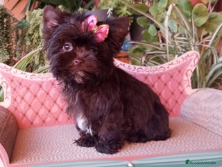 Biewer Yorkshire Terrier a la Pom Pon perros Cachorros Yorkshire Dark chocolate - Anuncio 10