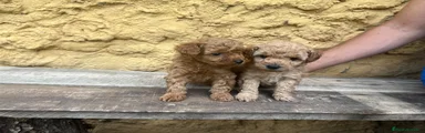 Caniche Toy hembra