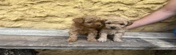 Caniche Toy perros en venta: Caniche Toy hembra  - Anuncio 3