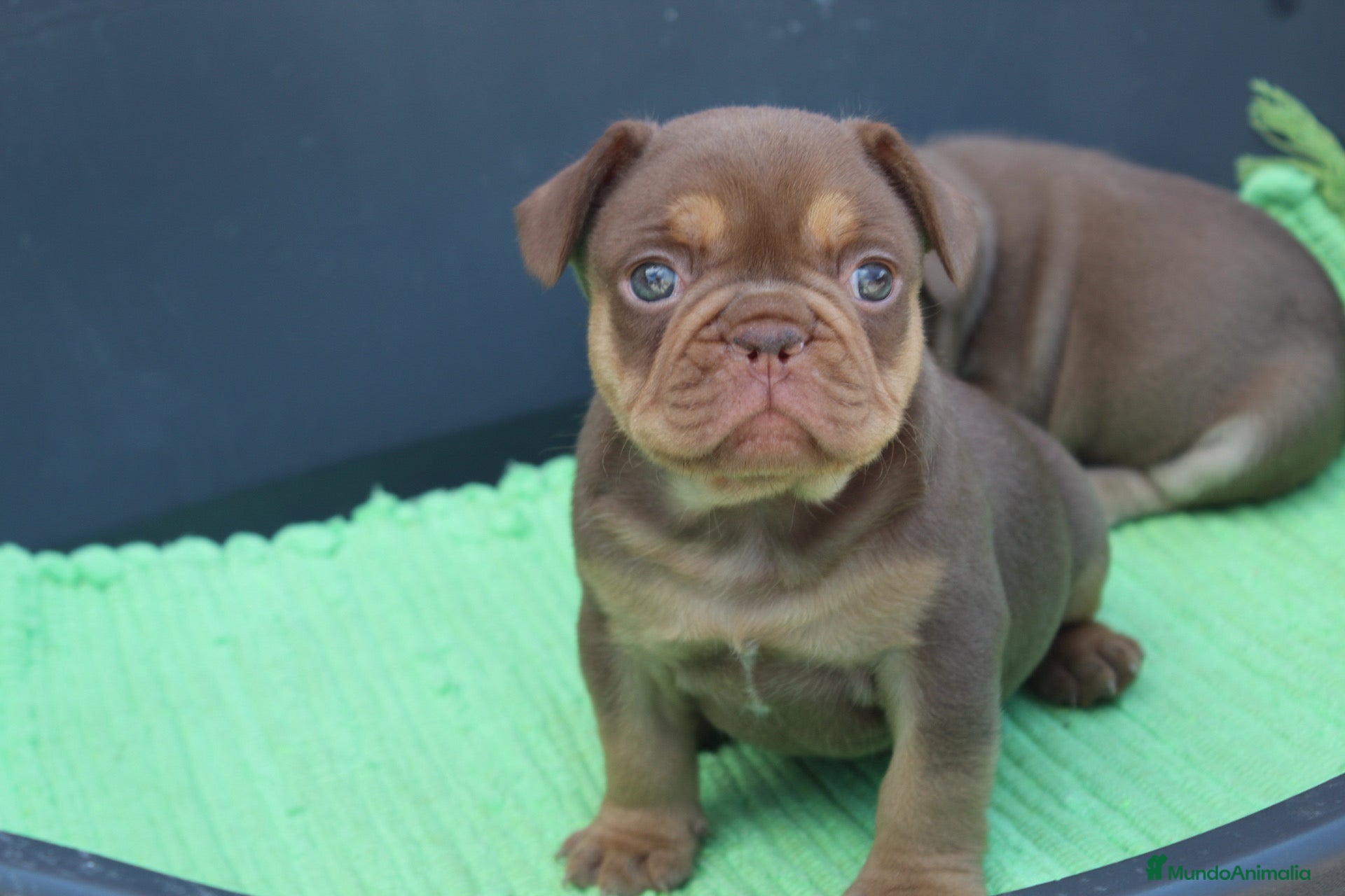 Bulldog Francés perros Bulldog francés exóticos  - Anuncio 2