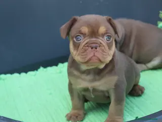 Bulldog Francés perros Bulldog francés exóticos - Anuncio 2