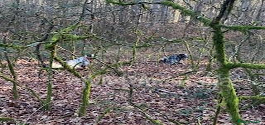 Imagen de galería {{count}}