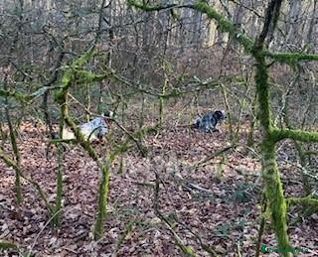 Imagen de galería {{count}}