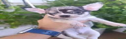 Chihuahua perros en venta: Chihuahua  - Anuncio 8