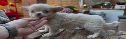 Chihuahua perros en venta: Chihuahua macho Rebaja  - Anuncio 1