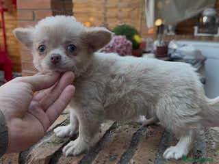 Chihuahua perros Chihuahua macho Rebaja - Anuncio 7