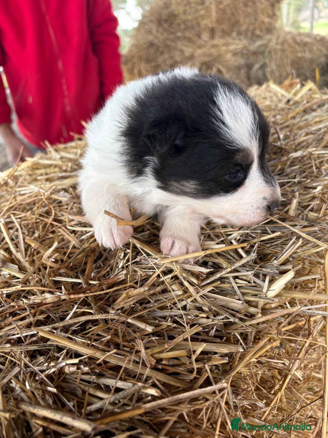 Border Collie perros en venta: Linda hembra de Border  collie  - Anuncio 15