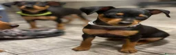 Pinscher Miniatura perros en venta: PINSCHER MINIATURA - ENTREGA EN TODA ESPAÑA  - Anuncio 2
