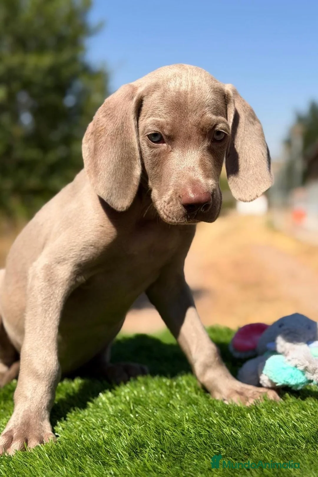 Weimaraner perros en venta: BRACO DE WEIMAR MACHOS - Anuncio 2