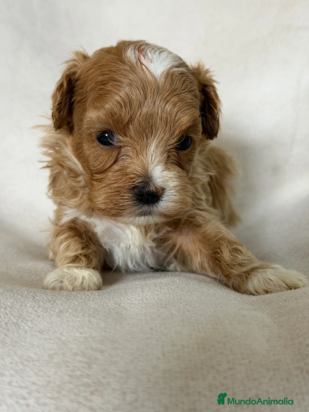 Maltipoo perros en venta: Maltipoo Microtoy  - Anuncio 4