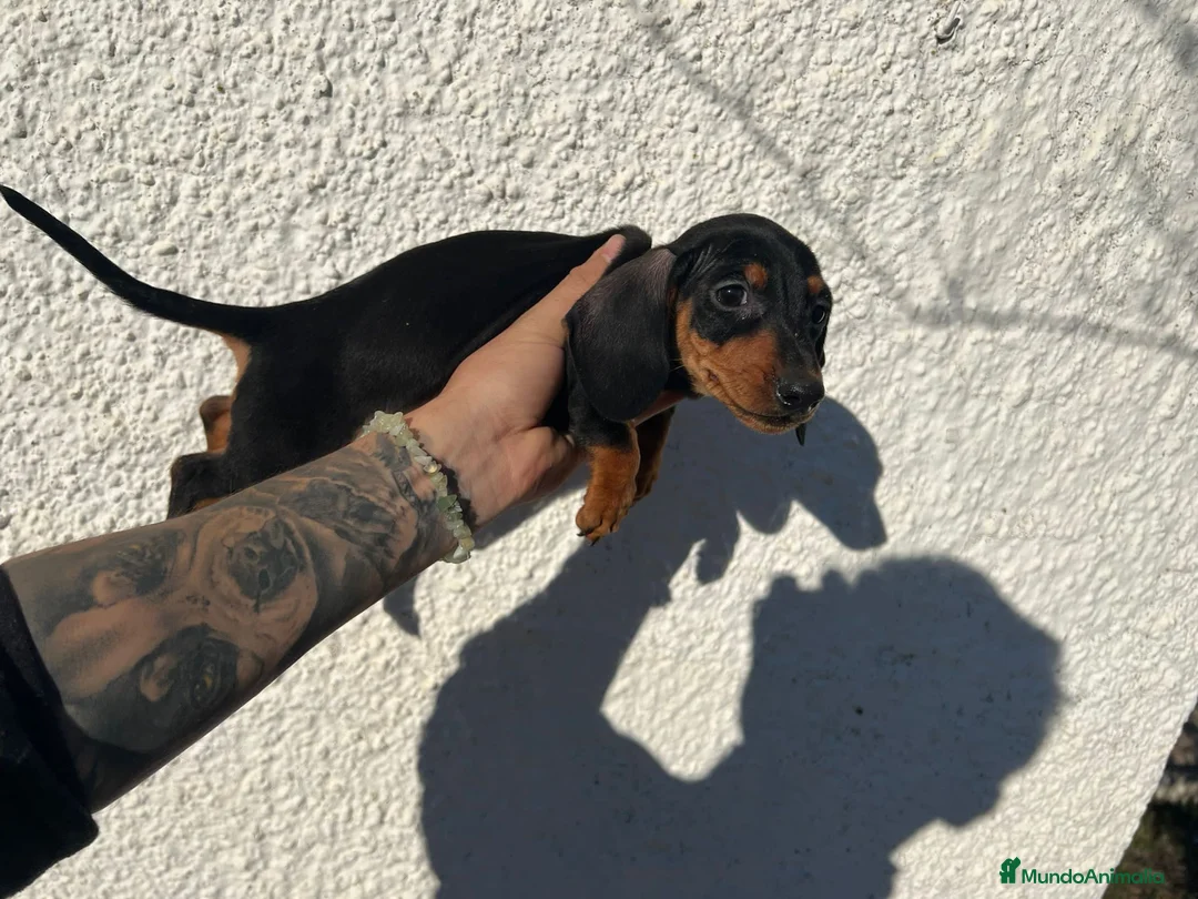 Teckel perros en venta: TECKEL PUPPIES LISTOS !!!! en Badajoz - Anuncio 4