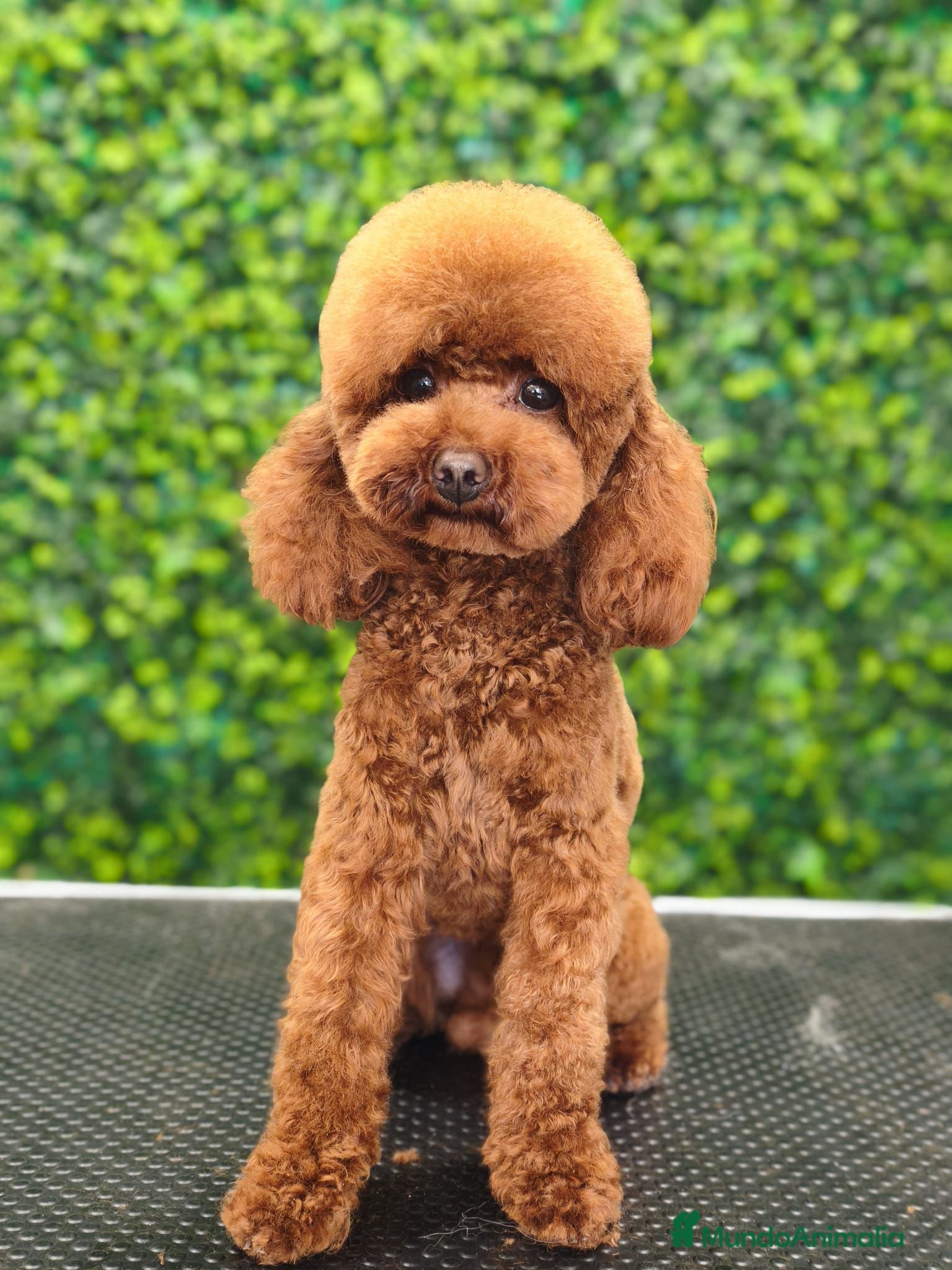Caniche Toy perros Hembra de caniche toy rojo - Anuncio 1