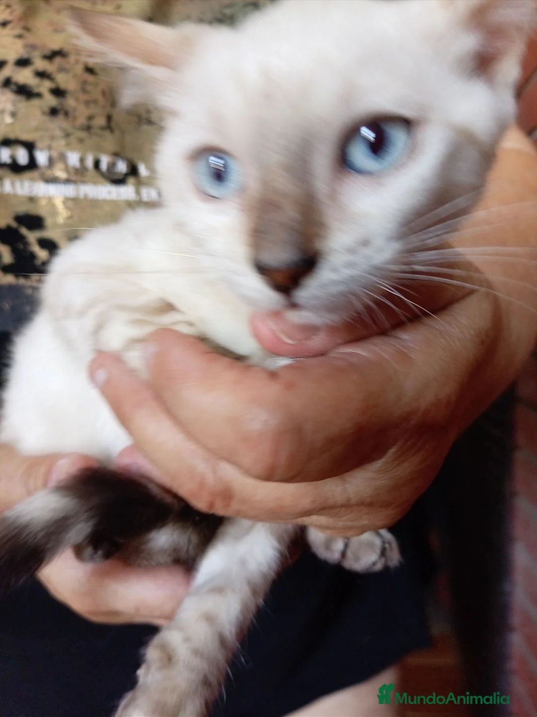 Bengalí gatos en venta: Bengalí snow - Anuncio 1