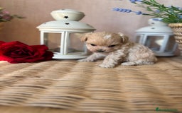Maltipoo perros en venta: Maltipoo tacita de té (hembra disponible). - Imagen 6