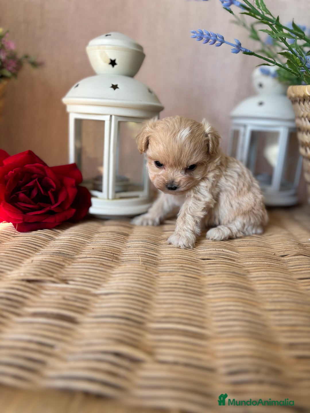 Maltipoo perros en venta: Maltipoo tacita de té (hembra disponible). - Imagen 6