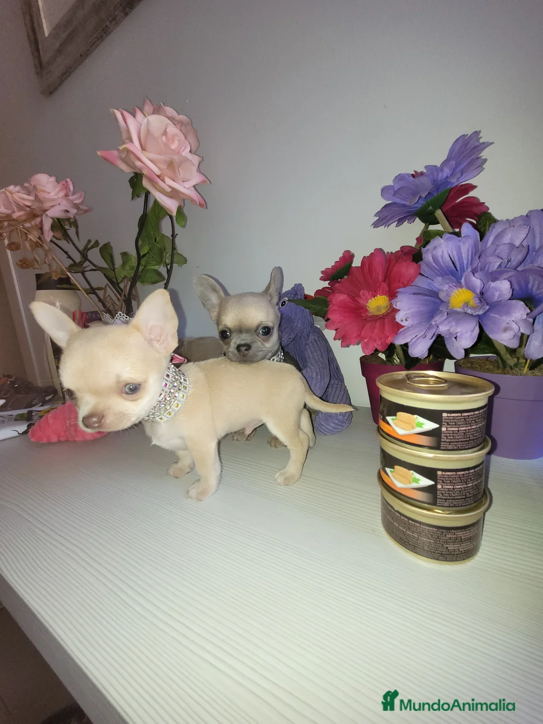 Imagen de galería {{count}}