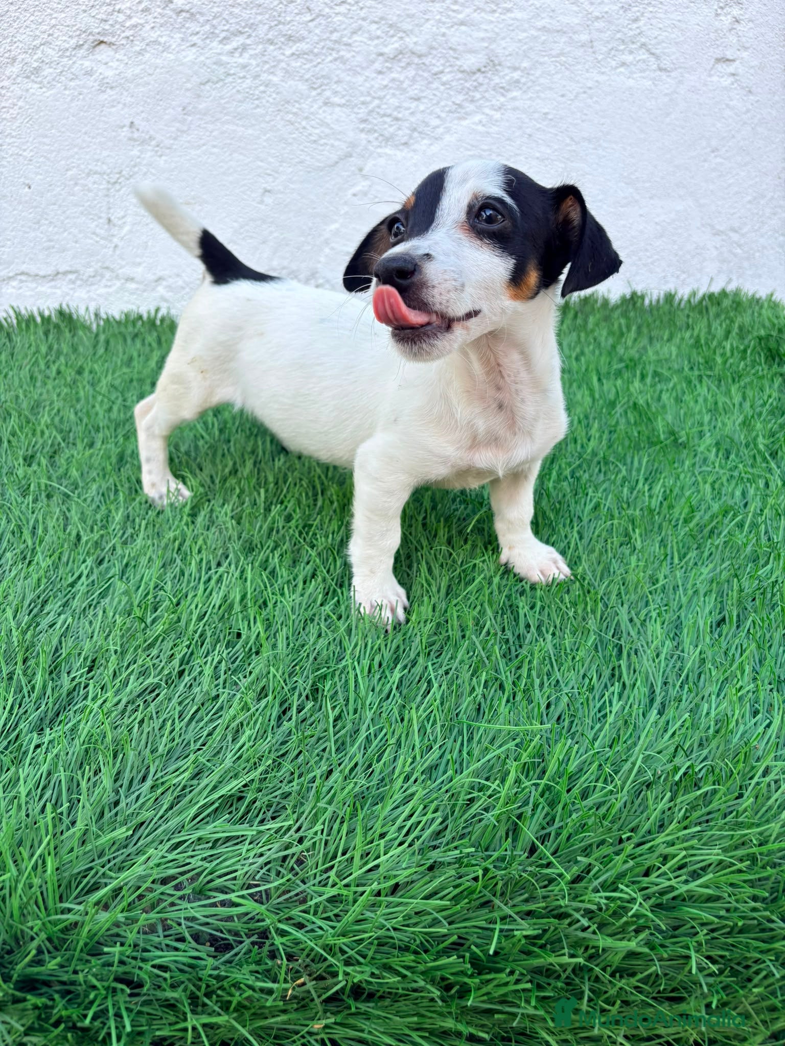 Jack Russell Terrier perros Jack Russell terrier - Anuncio 3