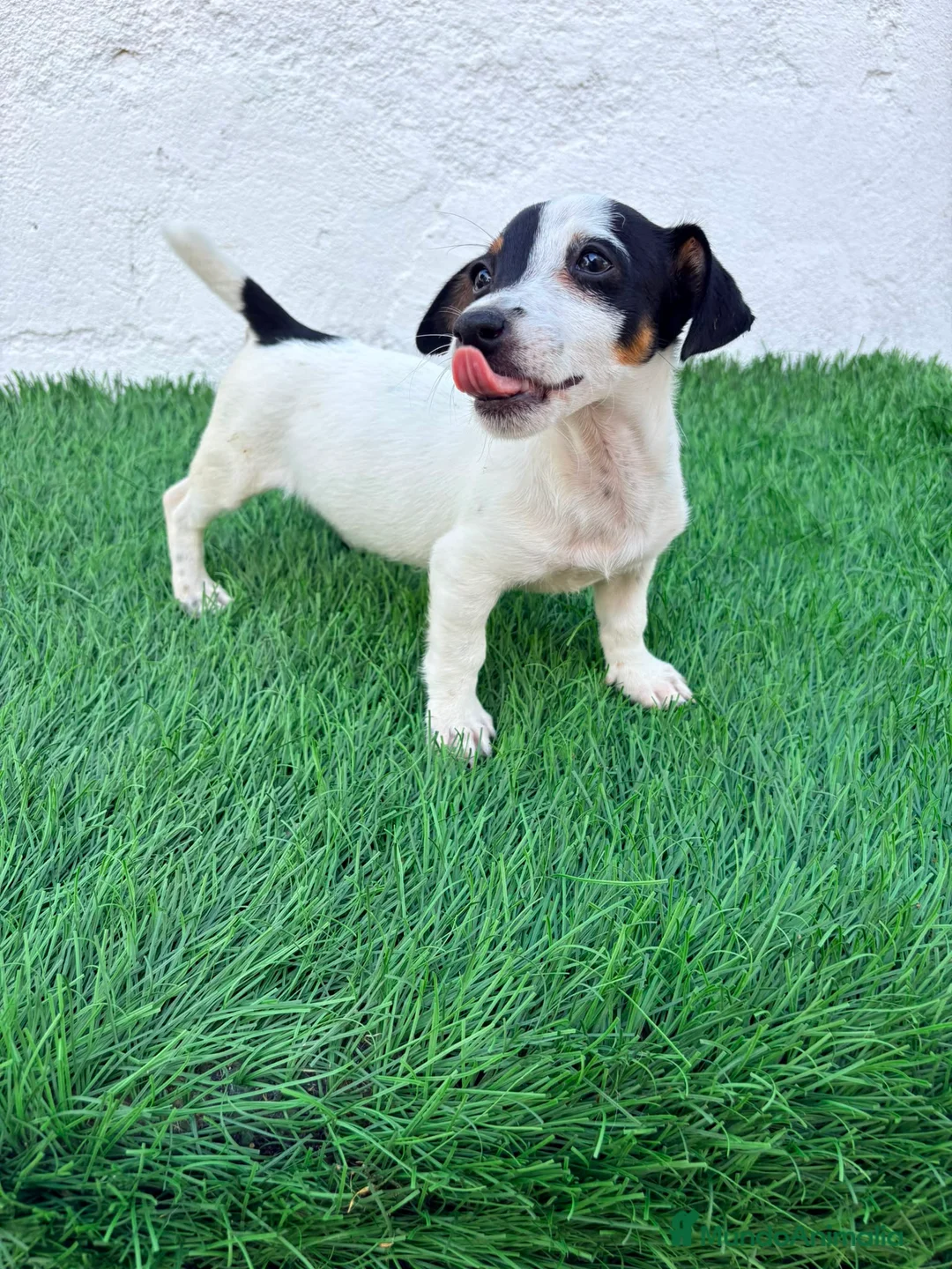 Jack Russell Terrier perros en venta: Jack Russell terrier - Anuncio 1
