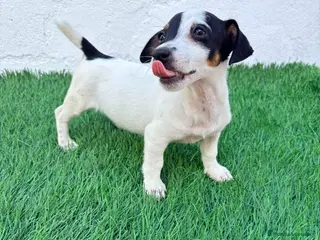 Jack Russell Terrier perros Jack Russell terrier - Anuncio 3