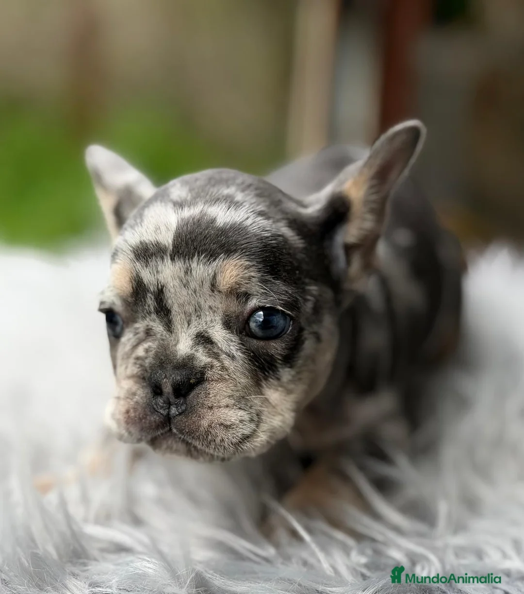 Bulldog Francés perros en venta: BULLDOG FRANCÉS MERLÉ MACHO - Anuncio 2