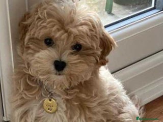 Maltipoo perros en Badajoz - Anuncio 4