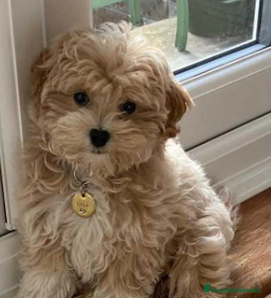 Maltipoo perros en venta: Maltipoo  en Badajoz - Anuncio 1