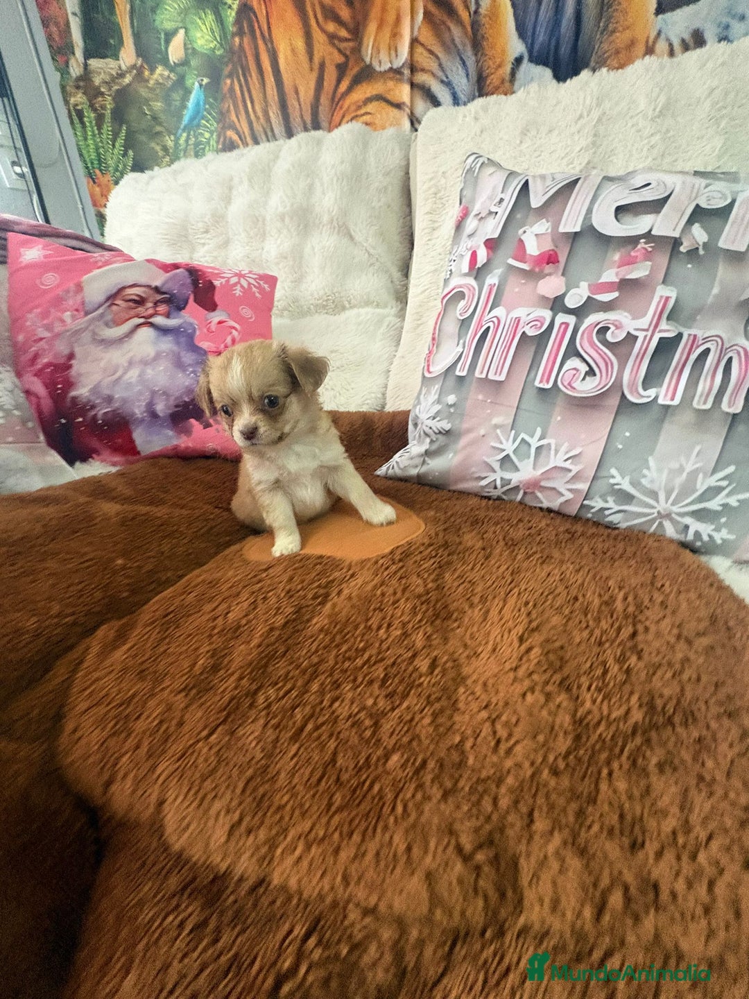 Chihuahua perros en venta: Chihuahua toy pelo largo  - Anuncio 12