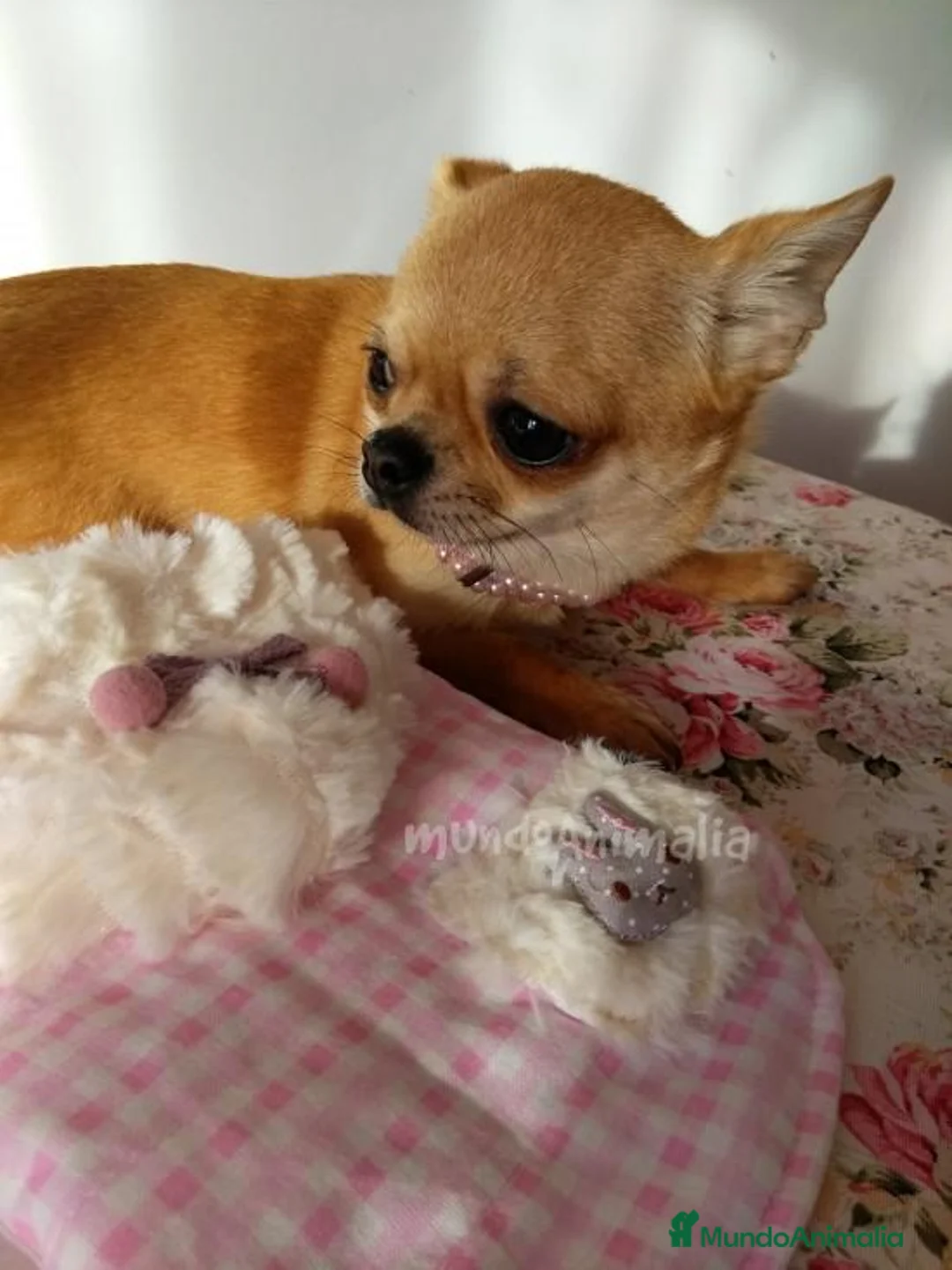 Imagen de galería {{count}}