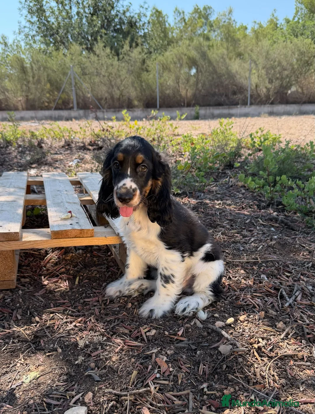 Cocker Spaniel Inglés perros en venta: COCKER SPANIEL INGLÉS | Financiación Disponible - Anuncio 2