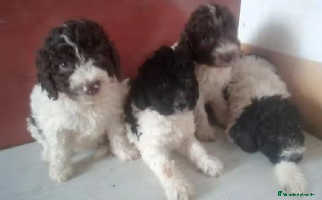 Perro de Agua Español perros en venta: Cachorros Perro de Agua Español - Anuncio 1