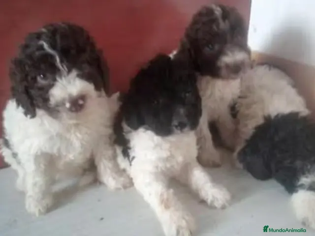 Perro de Agua Español perros Cachorros Perro de Agua Español - Anuncio 1