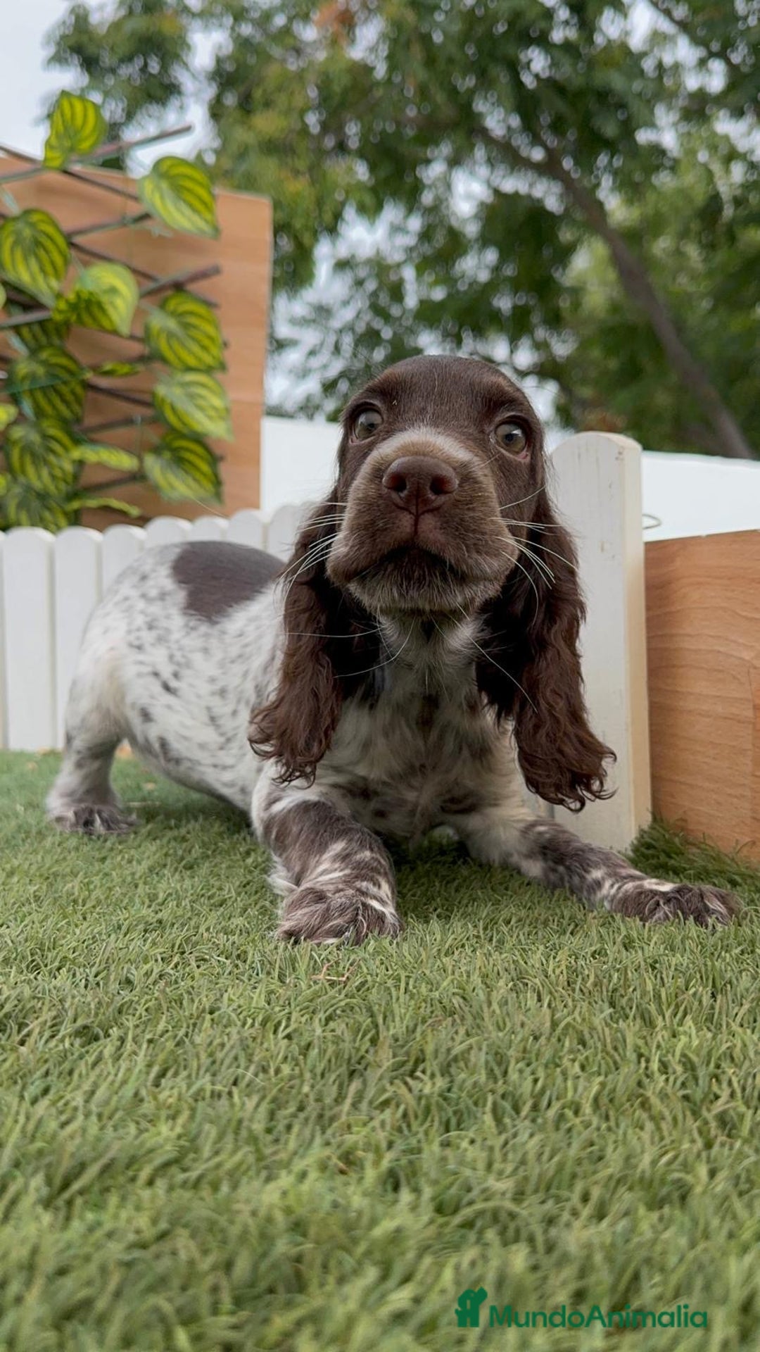 Cocker Spaniel Inglés perros en venta: COCKER RUANO - Imagen 4
