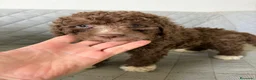 Perro de Agua Español perros en venta: PERRA DE AGUA  - Anuncio 1