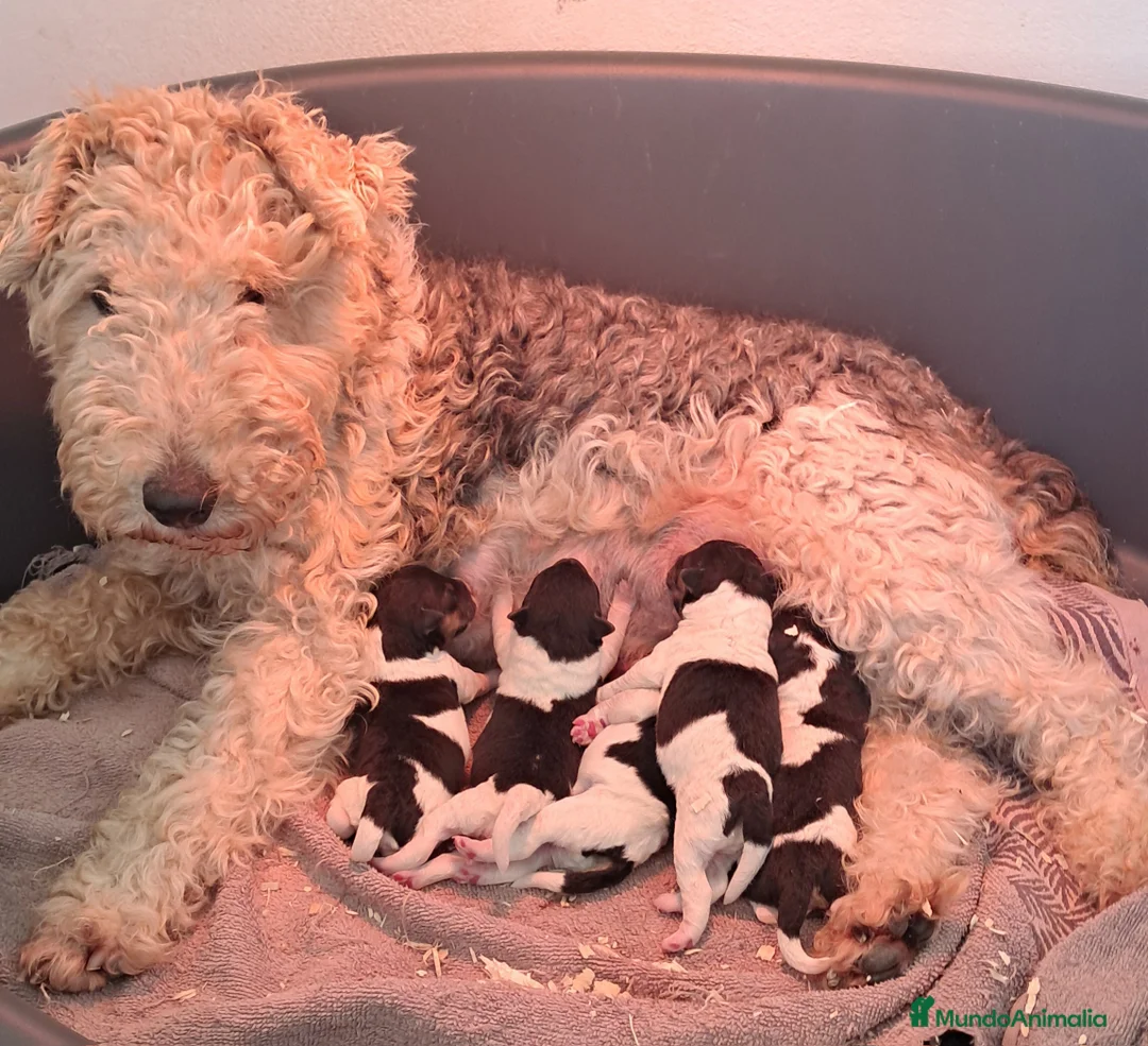 Fox Terrier de Pelo Duro perros en venta: Bebés Foxterrier  - Anuncio 3