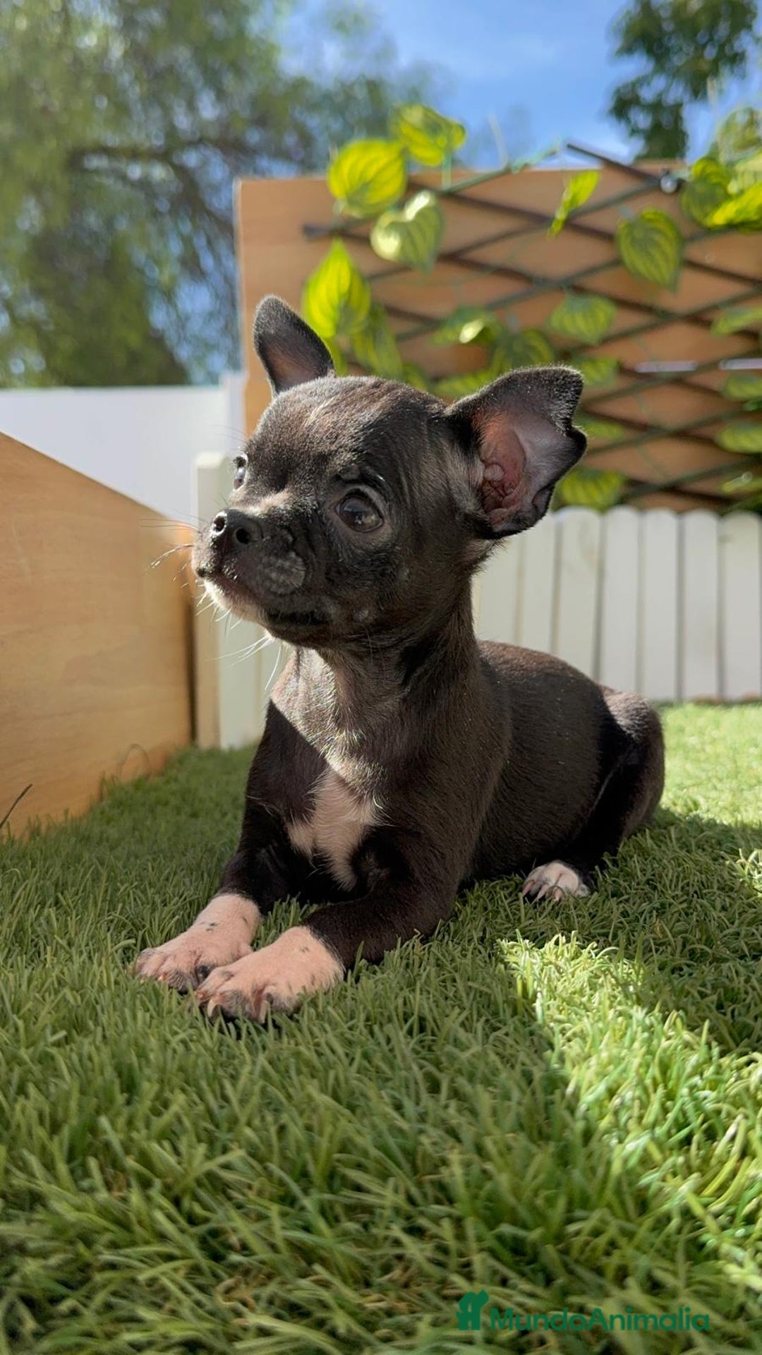 Chihuahua perros en venta: CHIHUAHUA HEMBRA - Imagen 6