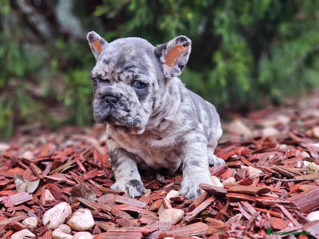 Bulldog Francés perros en venta: ‼️‼️BULLDOG FRANCES EXÓTICOS  - Anuncio 4