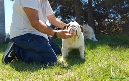 Bulldog Inglés perros en venta: Bulldog ingles macho - Imagen 2