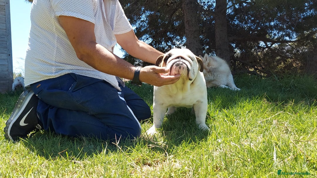 Bulldog Inglés perros en venta: Bulldog ingles macho - Imagen 2