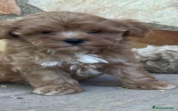 Maltipoo perros en venta: MALTIPOO DISPONIBLES♂️♀️ - Imagen 2
