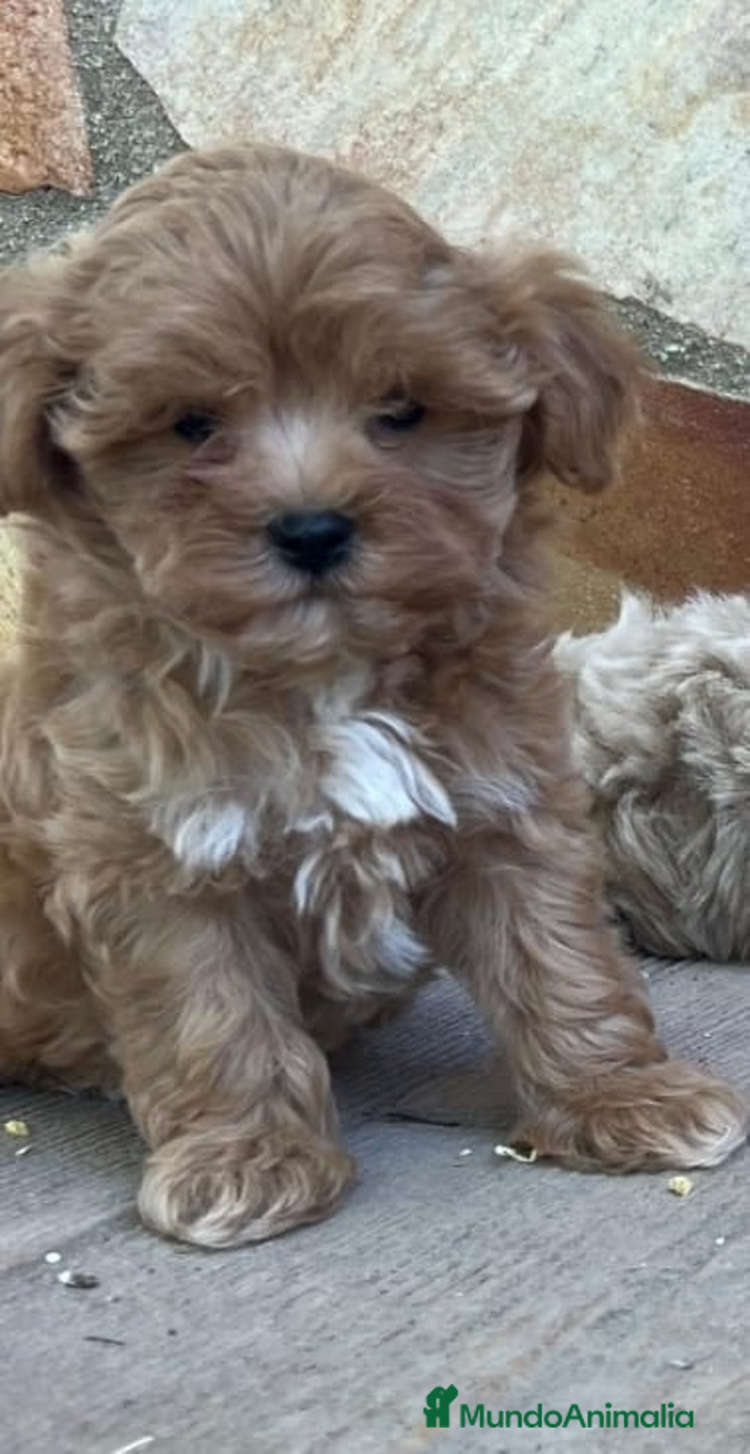 Maltipoo perros en venta: MALTIPOO DISPONIBLES♂️♀️ - Imagen 2