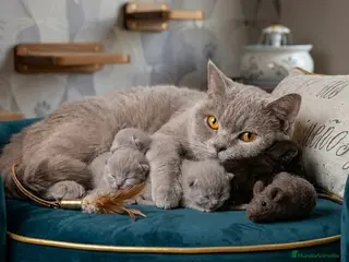 Británico de Pelo Corto gatos EXCLUSIVOS BRITISH SHORTHAIR LILAC Y CINNAMON - Anuncio 2