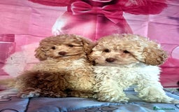Caniche Enano perros en venta: Cachorros de Caniche Enano  - Imagen 3